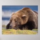 Search for grizzly bear posters Wildlife