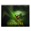 Search for ladybug calendars Insect