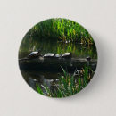 Search for turtle buttons Photography