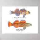 Search for darter Fish