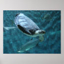 Search for turtle posters Beautiful