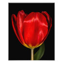 Recherche de macro de fleur art Tulipe