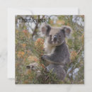 Search for koala thank you cards Marsupial