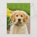 Search for yellow daffodil postcards Flowers