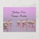 Search for tampa postcards Flamingo