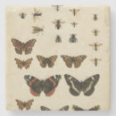 Recherche de insecte dessous de verres Animaux