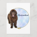 Recherche de newf cartes postales Chien