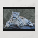 Search for snow leopard postcards Leopards