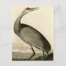 Search for audubon postcards Lithograph