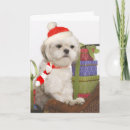 Recherche de westie mothers day cards Chien