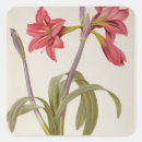 Search for pierre joseph redoute stickers Lily