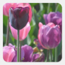 Search for purple tulips stickers Floral