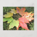 Search for fall colour postcards Rainbow