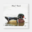 Search for wild duck magnets Nature
