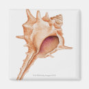 Search for mollusks magnets Animal