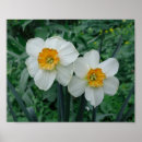 Search for yellow daffodil flower posters White