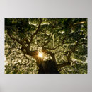 Search for banyan posters Nature
