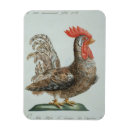 Recherche de jeune coq Italien