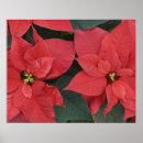 Search for poinsettias posters Xmas