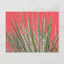 Search for desert postcards Pink