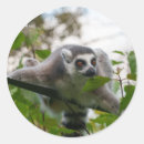 Search for lemur stickers Ring tailed lemur