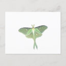 Search for moths postcards Animals