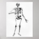 Search for human skeleton art Anatomical