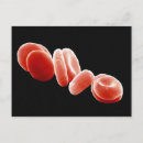 Recherche de micrographie cartes postales Biologie