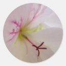 Search for geraniums stickers Floral