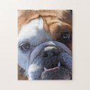 Search for bulldog puzzles Pets