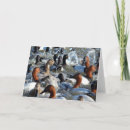Search for wild duck cards Wildlife