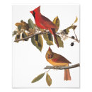 Search for john wilde posters Audubon