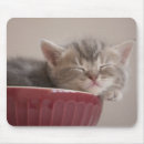 Recherche de chaton tapis souris Mignon