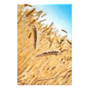 Search for agriculture posters Summer
