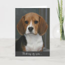Search for beagles cards Pet