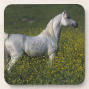 Search for arab horse coasters Standing