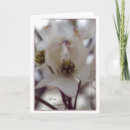Search for white dogwood cards Dogwoods