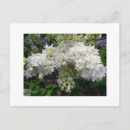 Search for fragrant postcards Floral