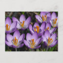 Recherche de fleurs de crocus cartes postales Photographie