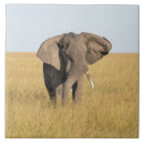 Search for elephant tiles African