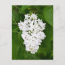 Search for fragrant postcards Lilac