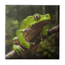 Recherche de grenouille carreaux Arboréal