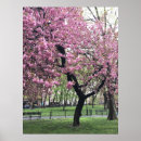 Search for cherry blossom tree art Photograph