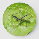 Search for cricket clocks Insects