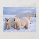 Search for polar bear mom and cub postcards Anwr