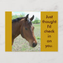 Recherche de cheval de baie cartes postales Équine