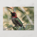 Recherche de colibris cartes postales Oiseau