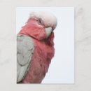 Search for pink parrot postcards Cockatoo