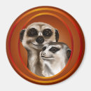 Recherche de suricate magnets Mangouste