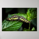 Search for malachite art Butterfly